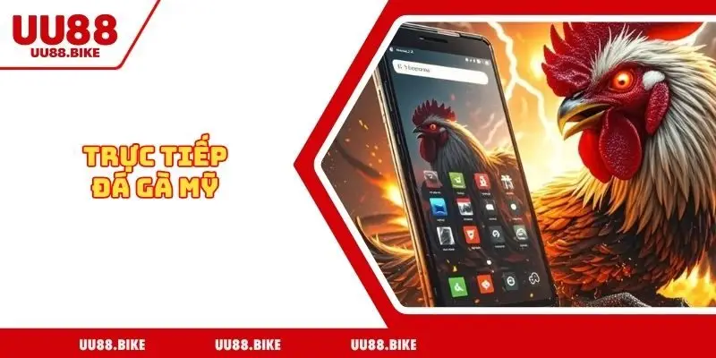 Trực tiếp đá gà Mỹ